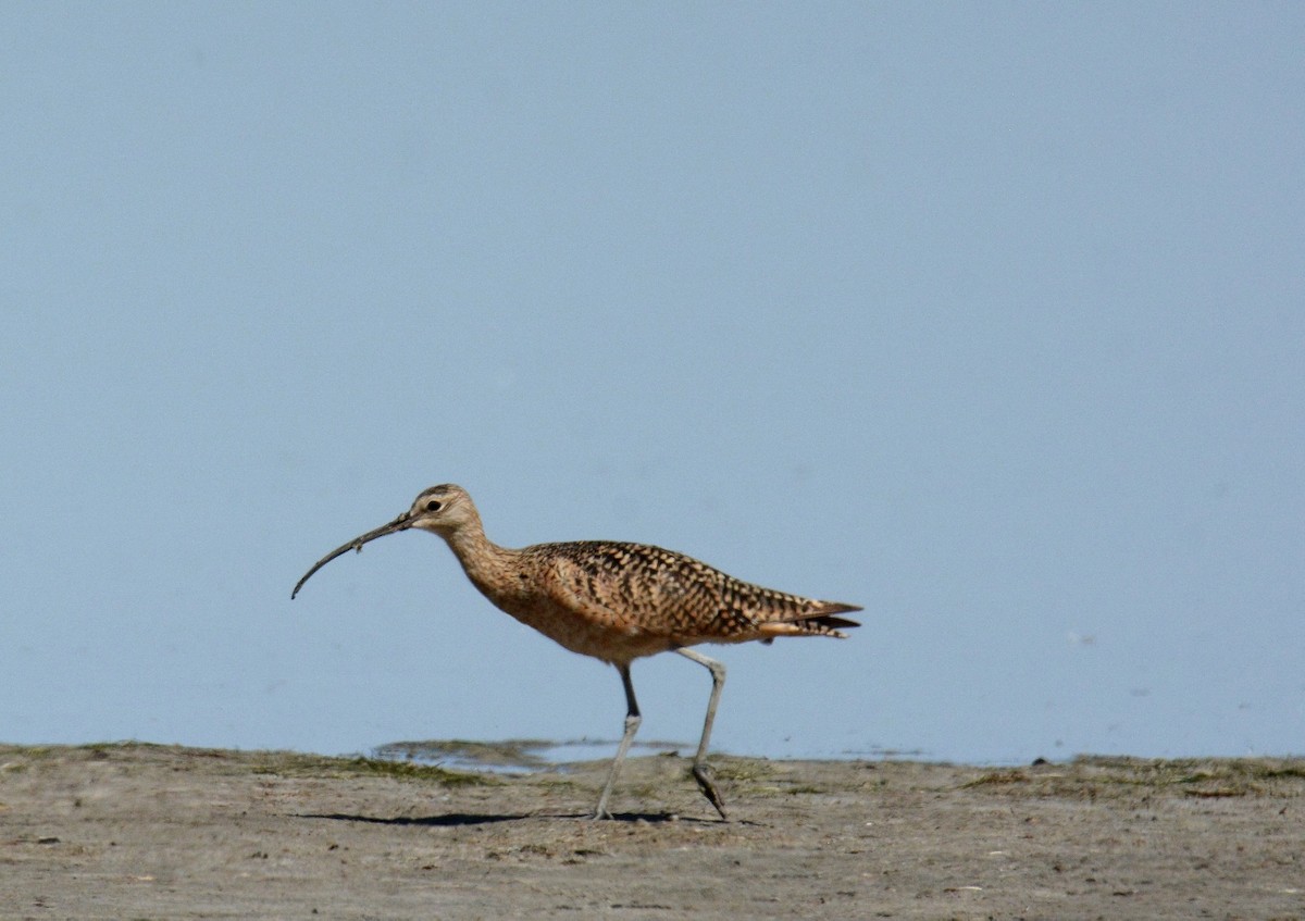 Long-billed Curlew - ML255491971