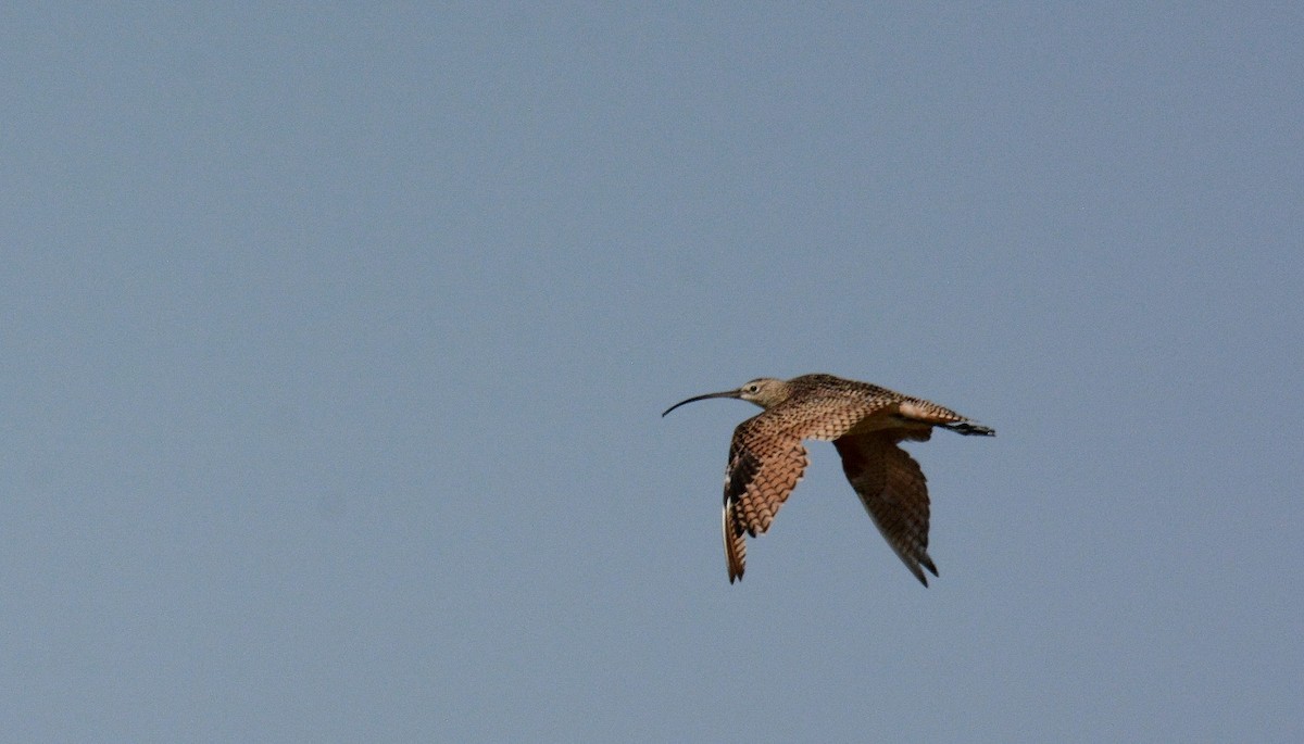 Long-billed Curlew - ML255491991