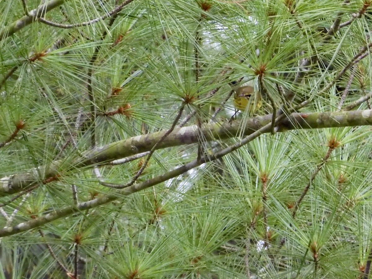 Prairie Warbler - ML255492461