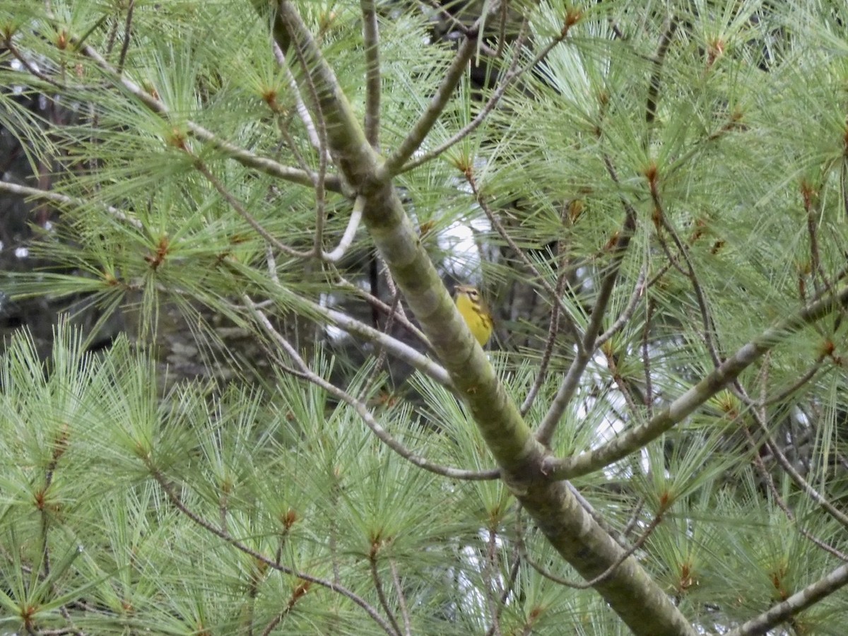 Prairie Warbler - ML255492471