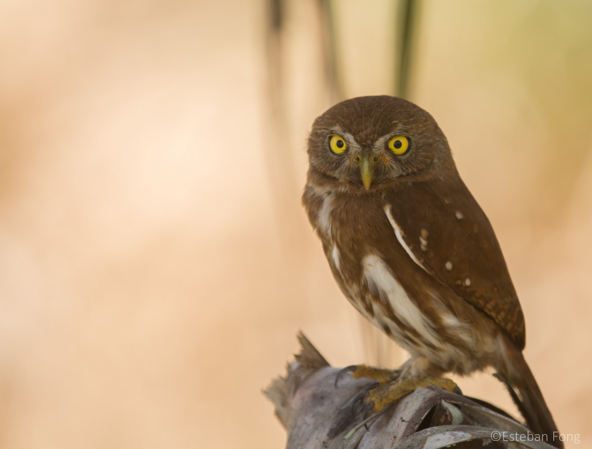 Ferruginous Pygmy-Owl - ML255493981