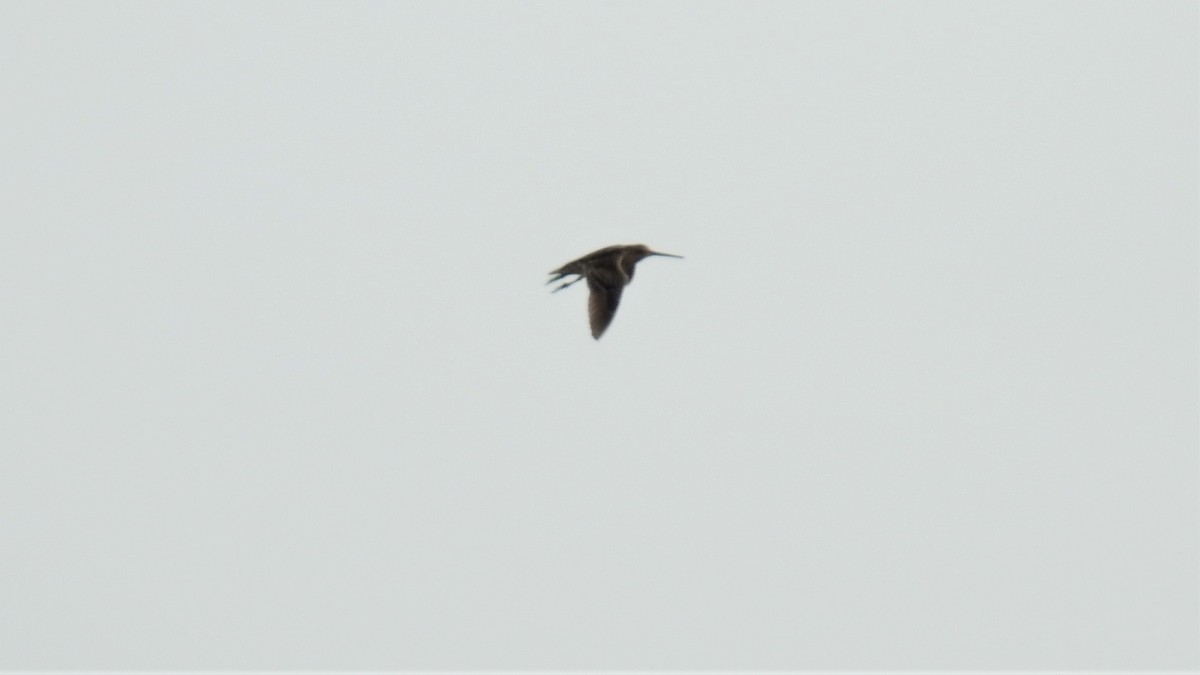 Pantanal/Magellanic Snipe - ML255494761