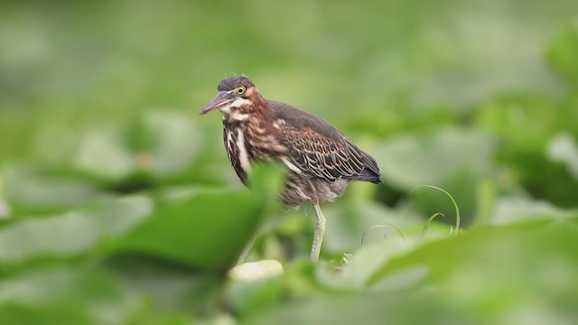 Green Heron - ML255494801