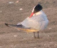 Caspian Tern - ML255496511