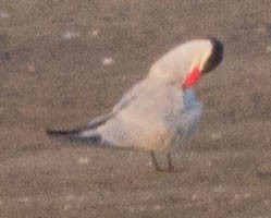 Caspian Tern - ML255496531