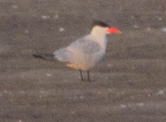 Caspian Tern - ML255496541