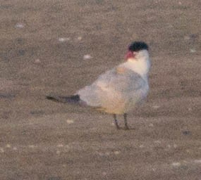 Caspian Tern - ML255496551