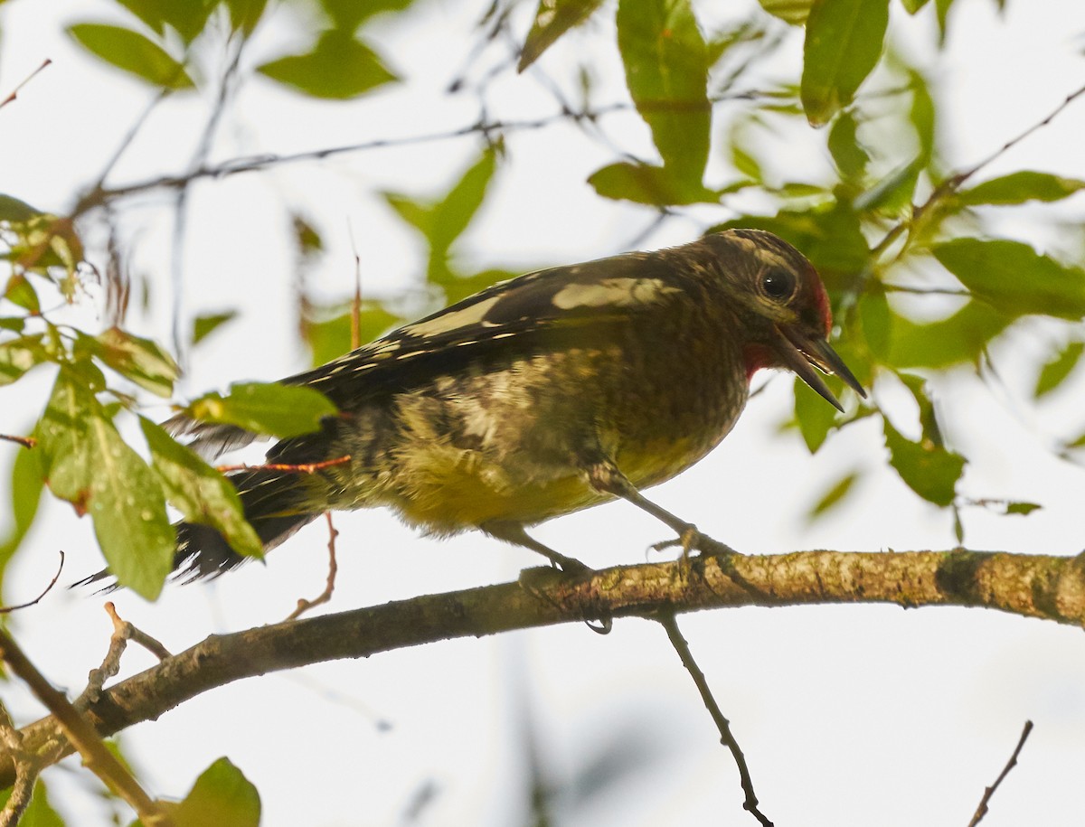 Yellow-bellied Sapsucker - ML255498201