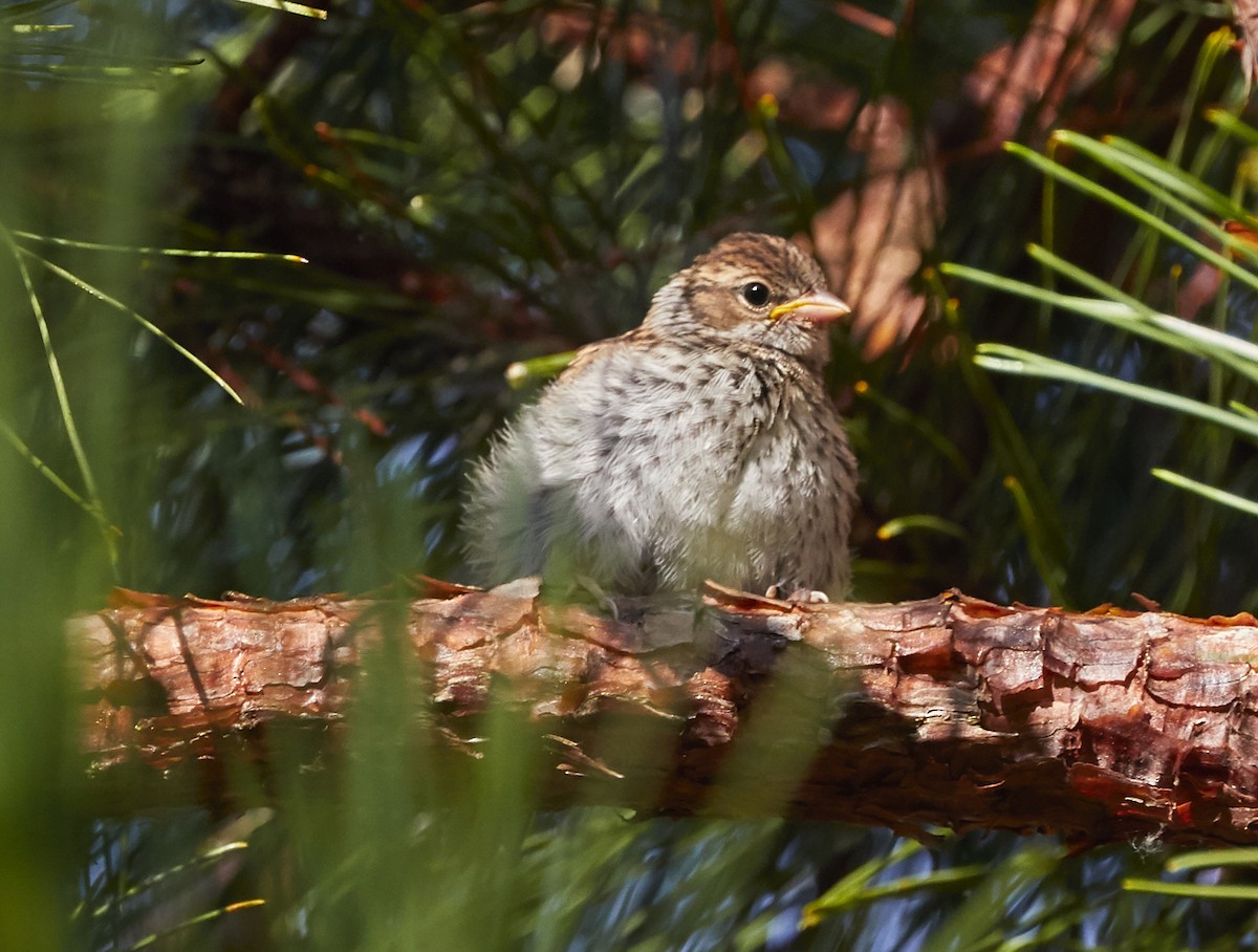 Chipping Sparrow - ML255498411