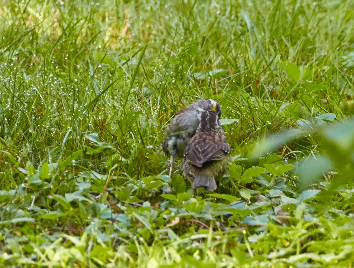 White-throated Sparrow - ML255498441