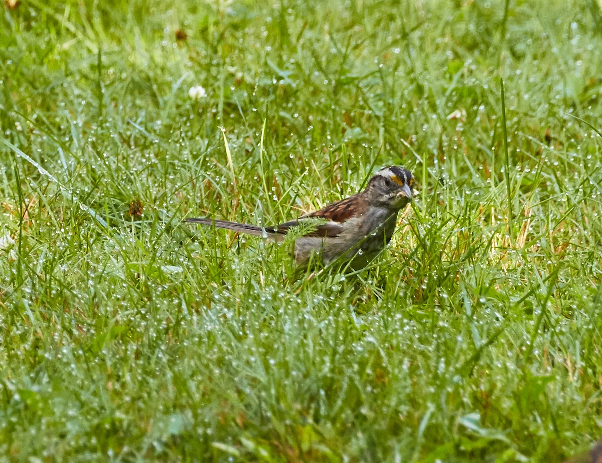 White-throated Sparrow - ML255498451