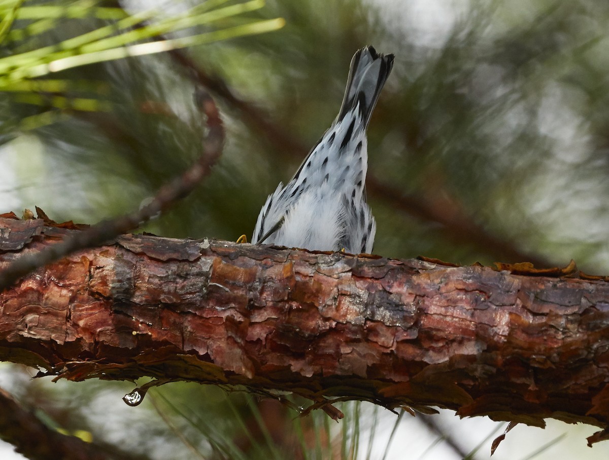 Black-and-white Warbler - ML255498541