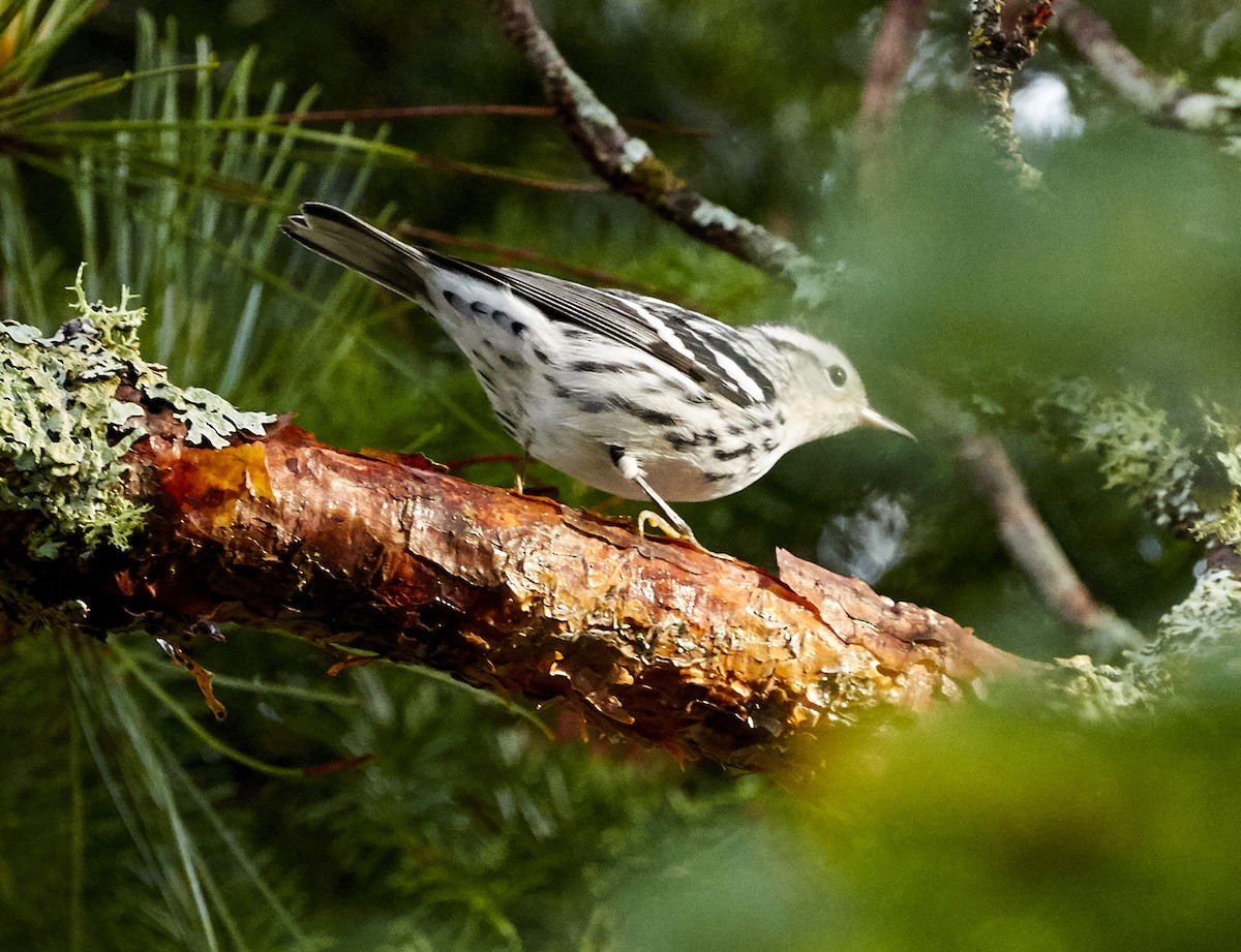 Black-and-white Warbler - ML255498551