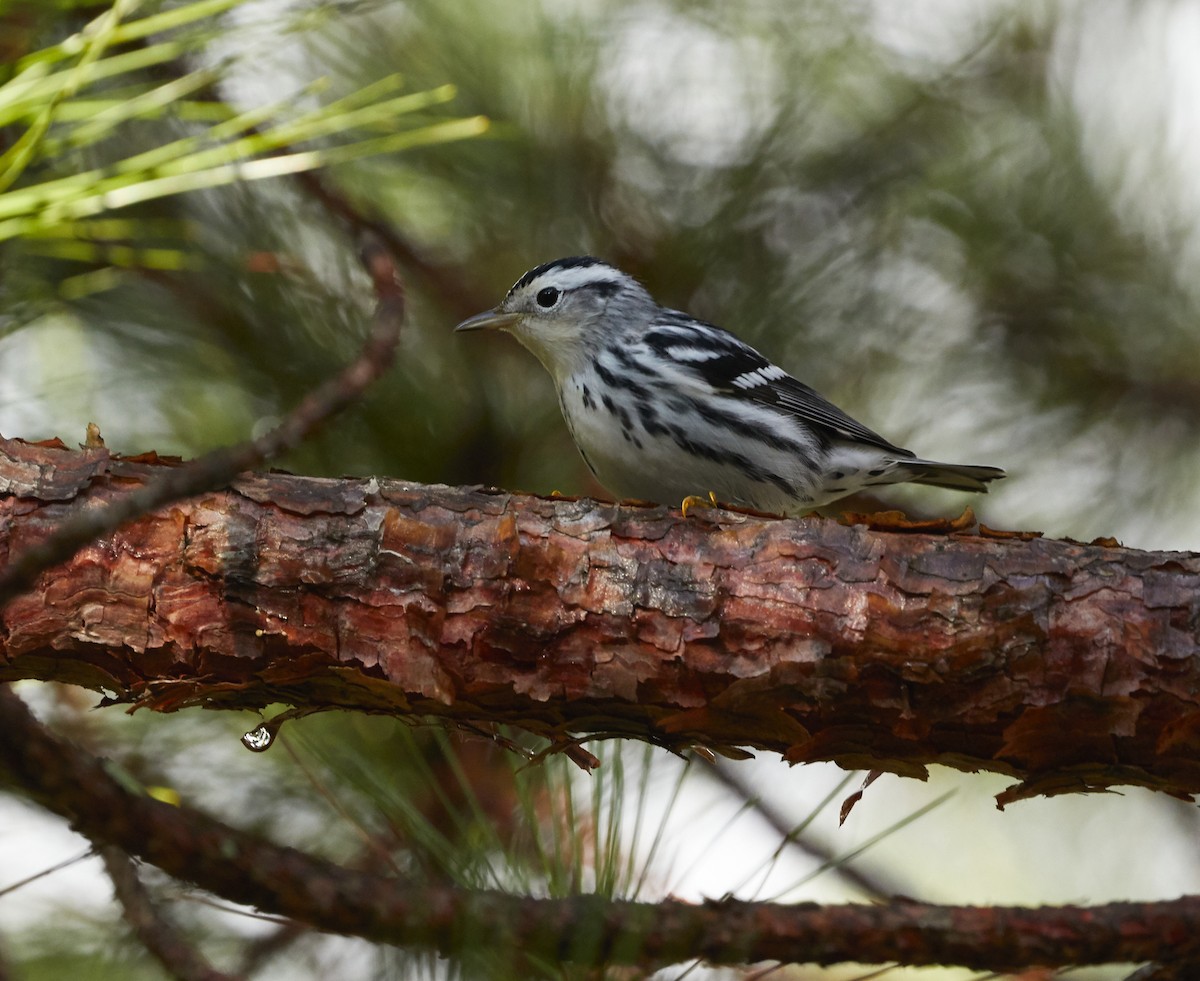 Black-and-white Warbler - ML255498601