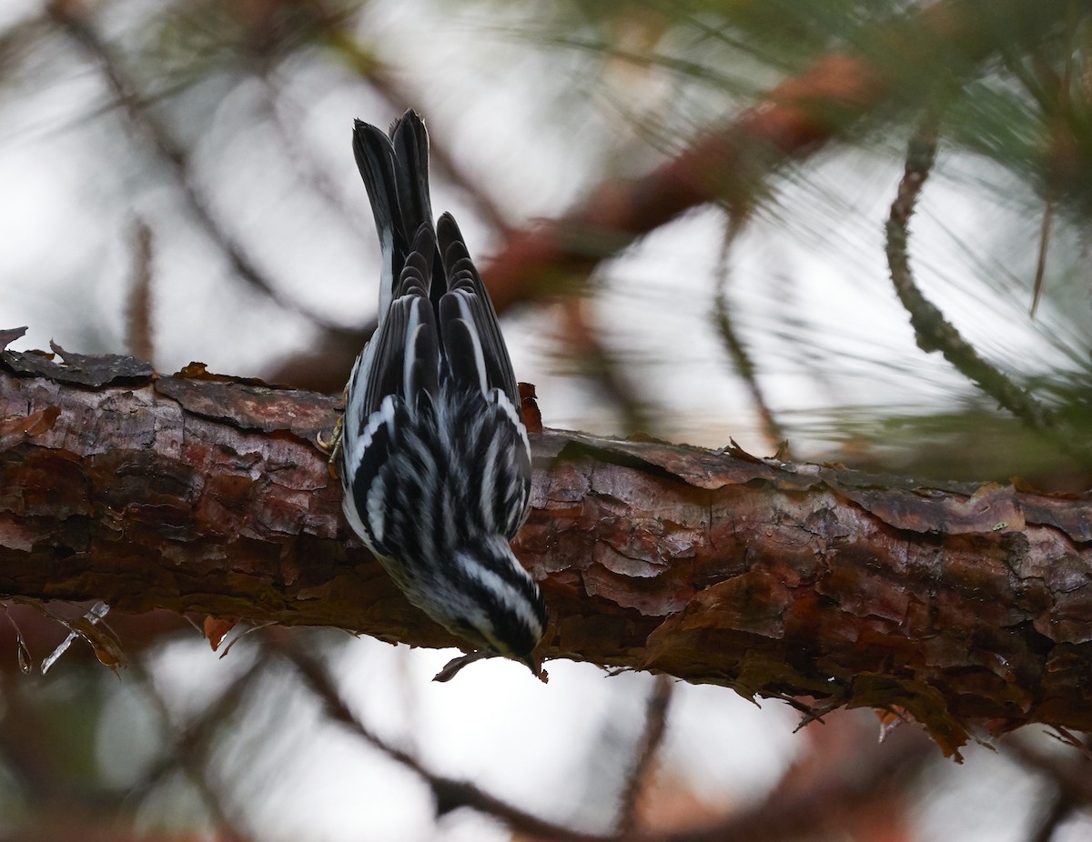 Black-and-white Warbler - ML255498611