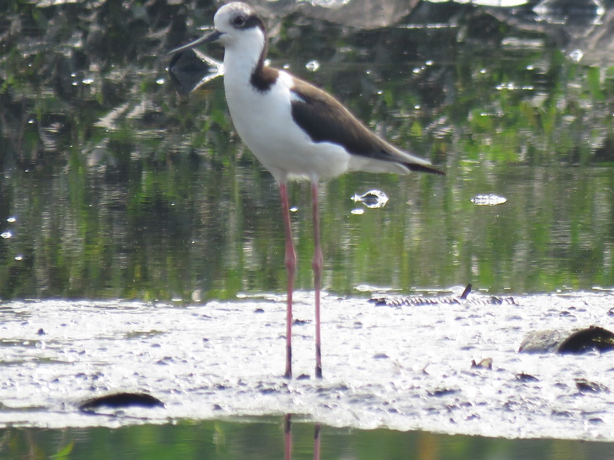 Black-necked Stilt (White-backed) - ML255501041