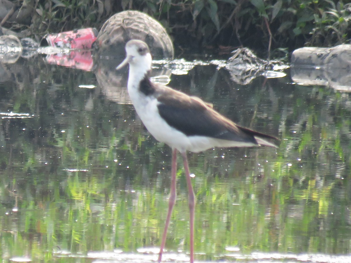 Black-necked Stilt (White-backed) - ML255501341