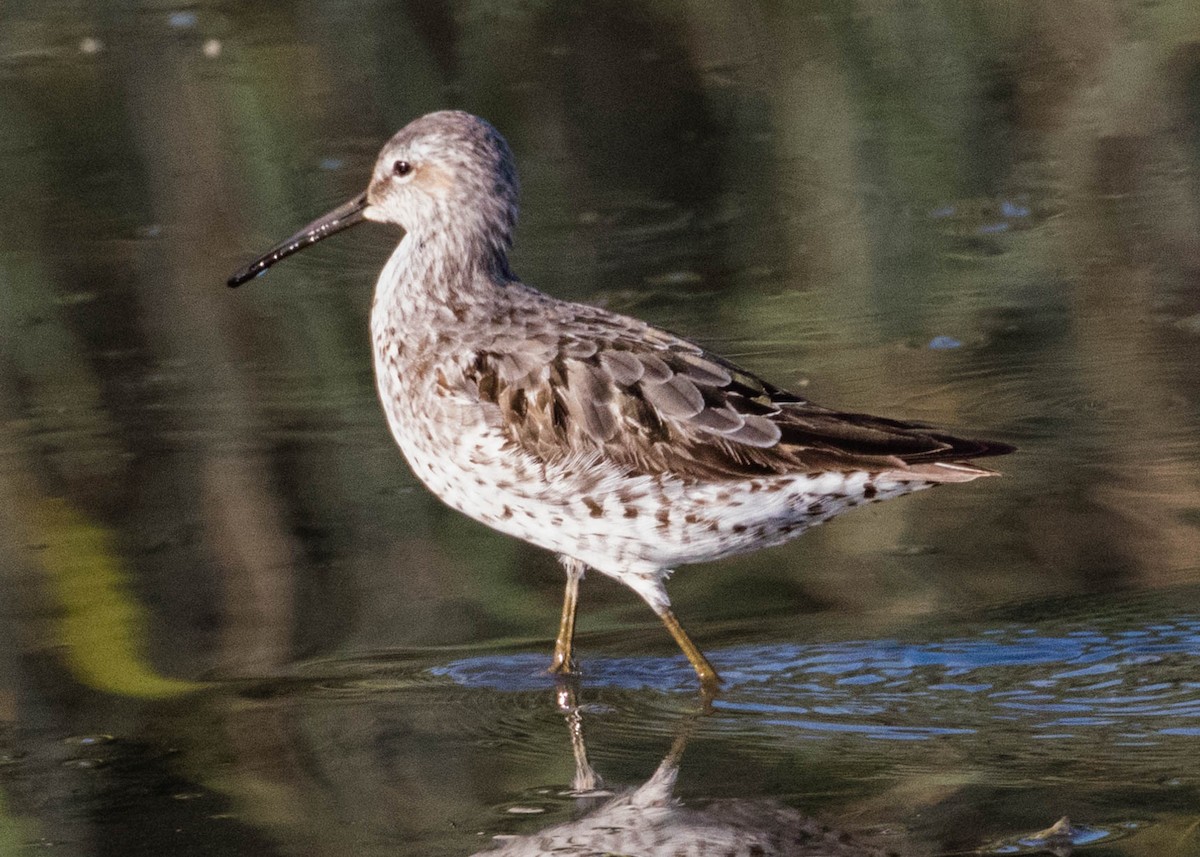 Stilt Sandpiper - Robert Bochenek