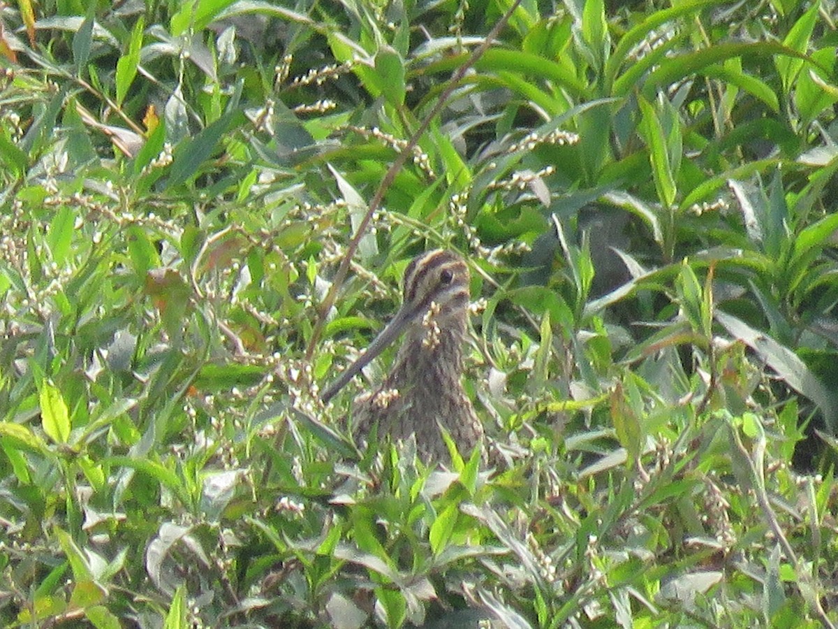 Pantanal Snipe - Romeu Gama