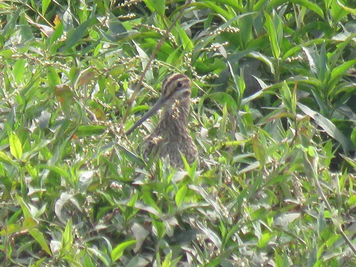 Bécassine du Paraguay - ML255501821