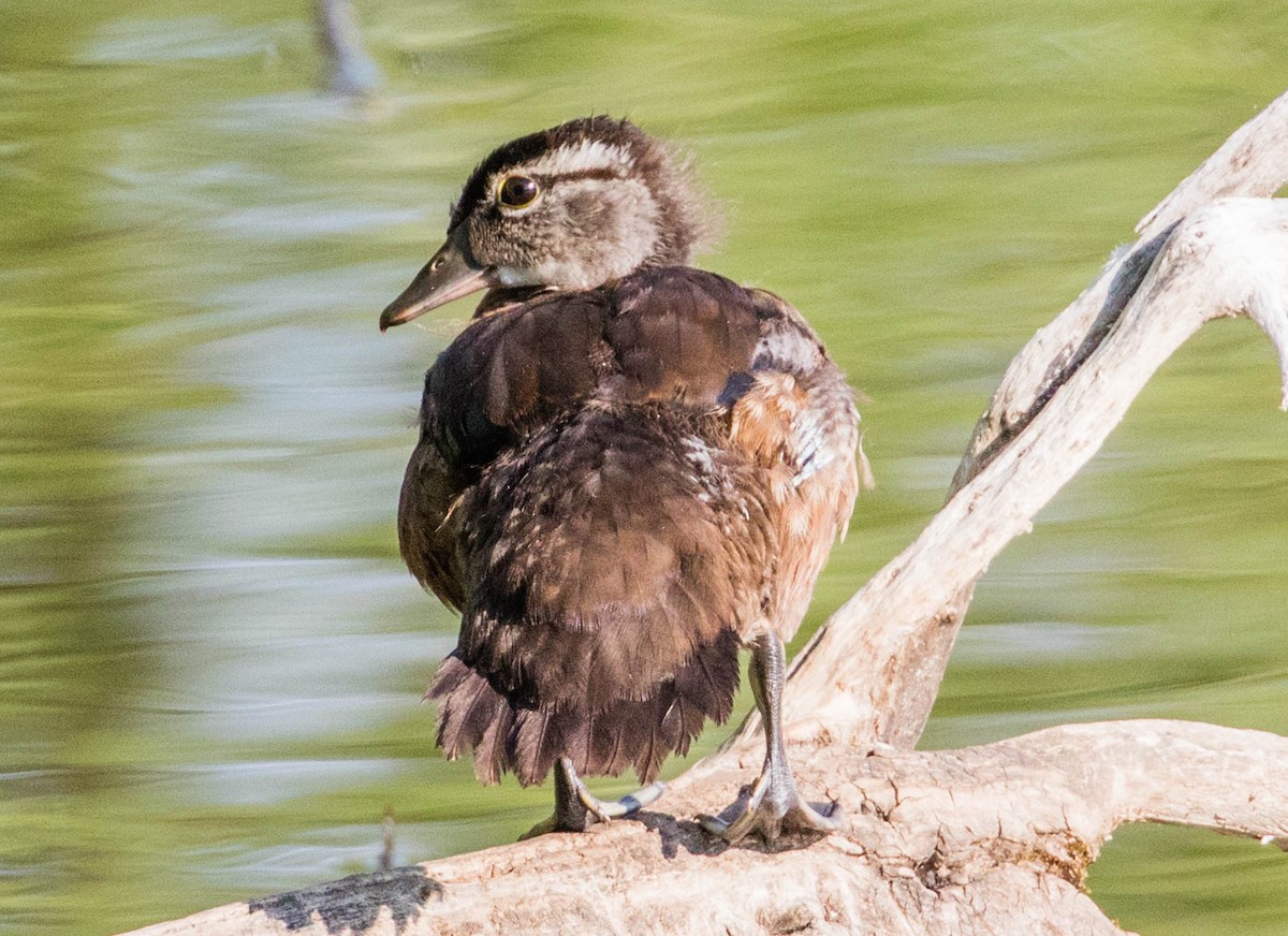 Canard colvert - ML255501901