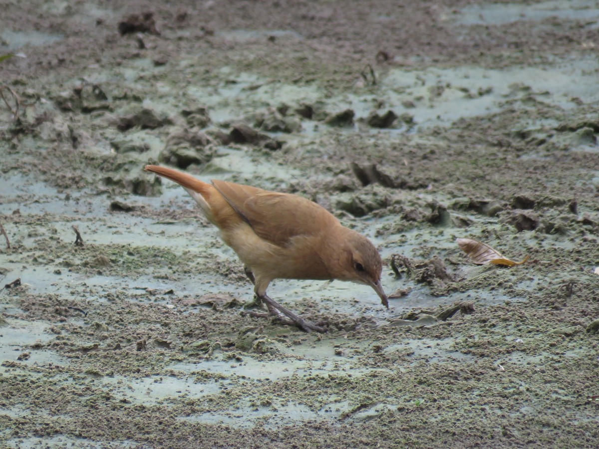 Rufous Hornero - Romeu Gama