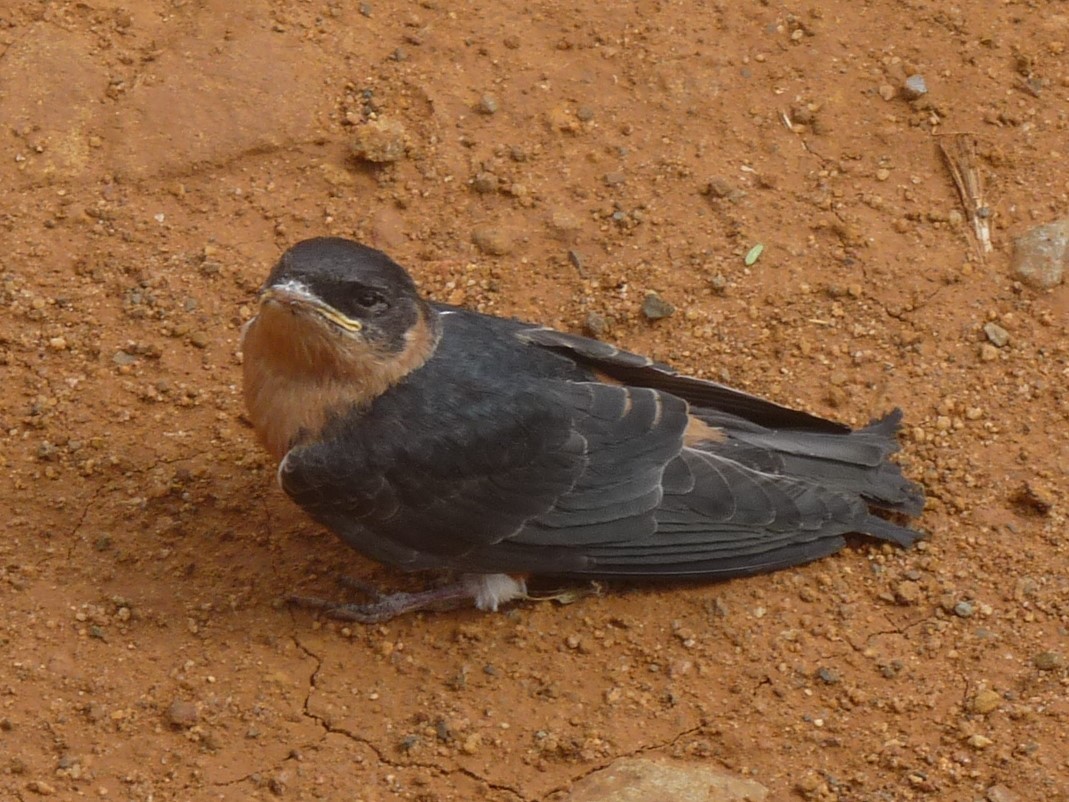 Barn Swallow - ML255506171