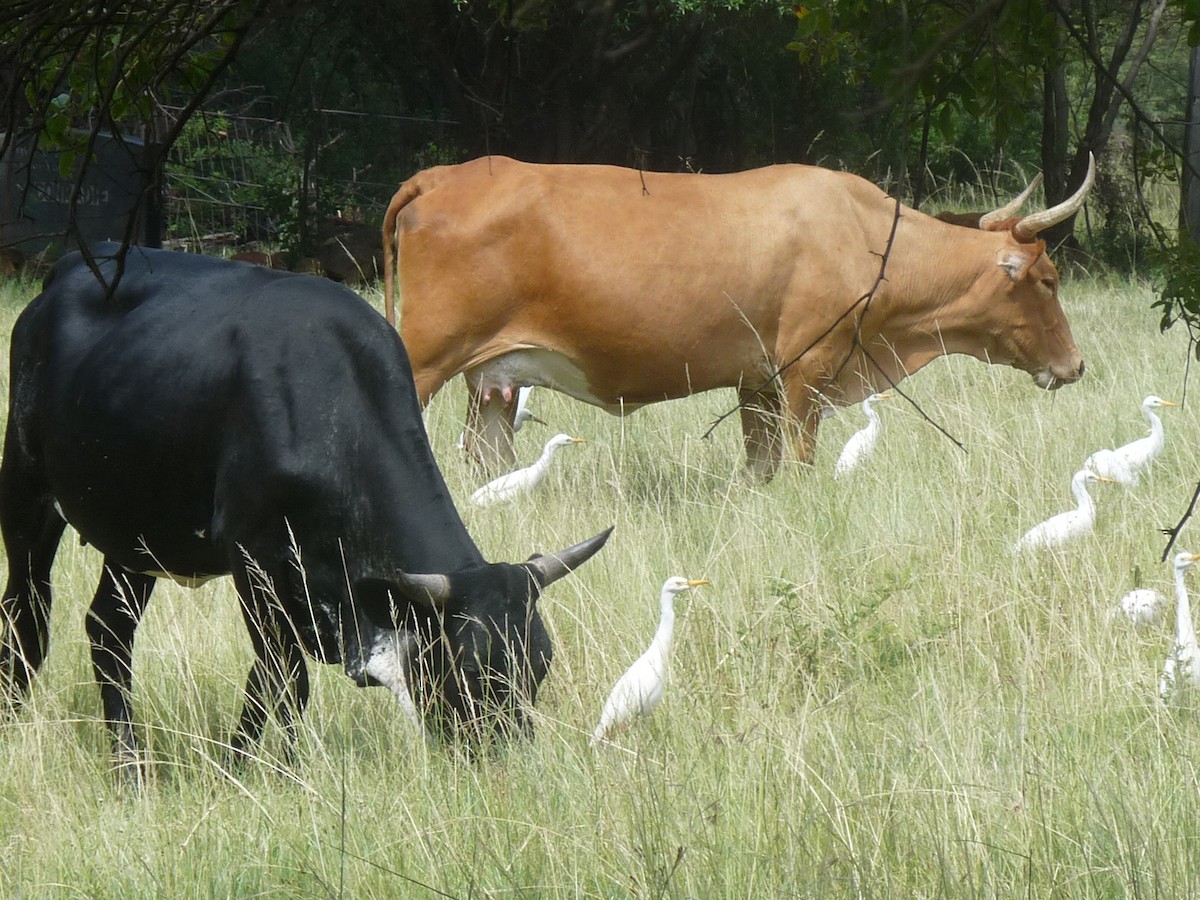 Western Cattle Egret - Henry Koertzen