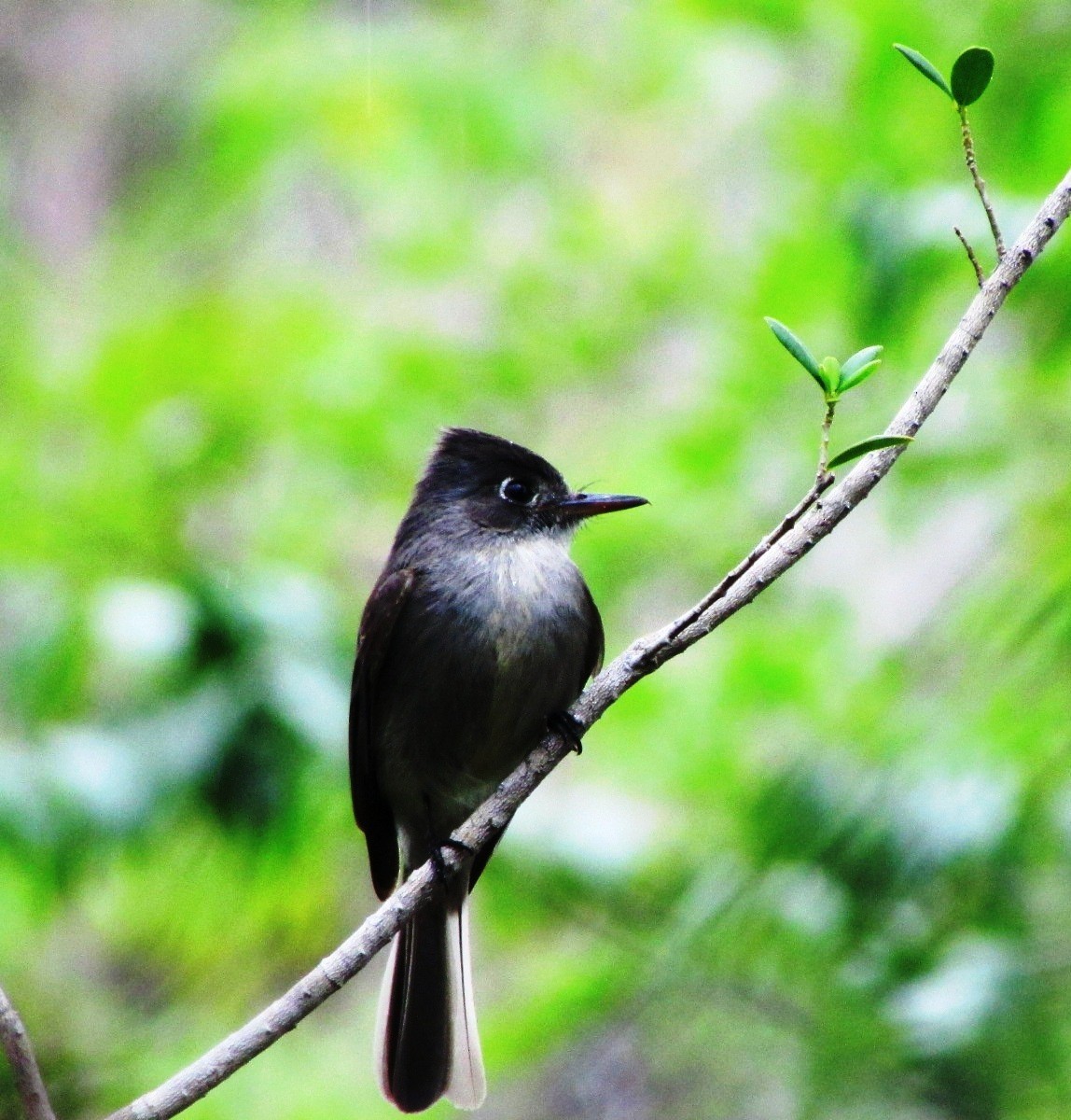 Cuban Pewee - ML255507391