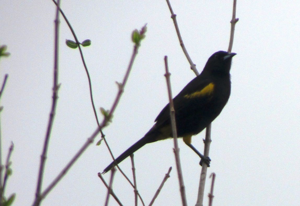 Tawny-shouldered Blackbird - ML255507781