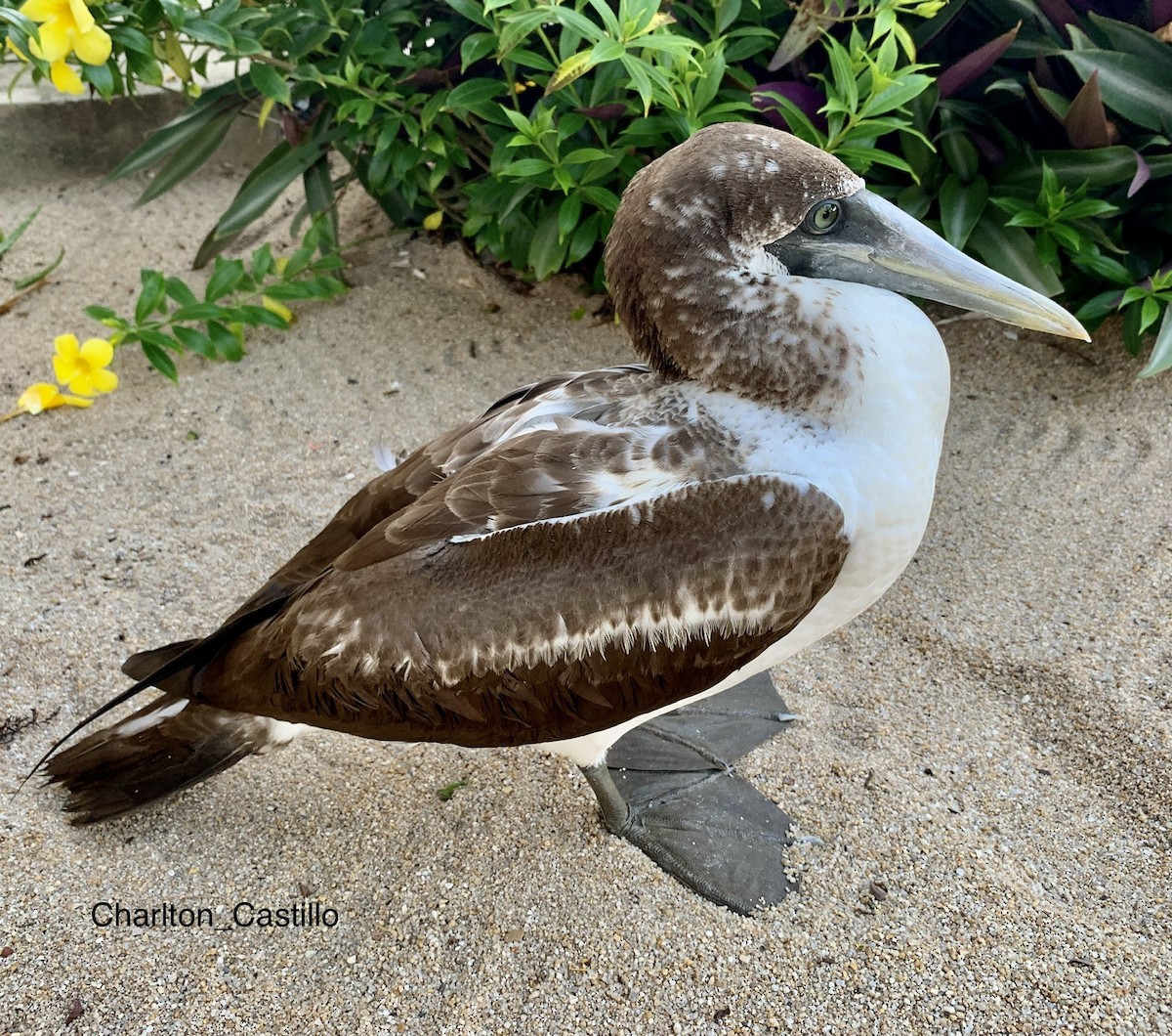 Masked Booby - ML255509551