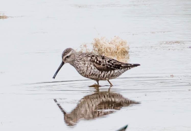 Stilt Sandpiper - Robert Bochenek