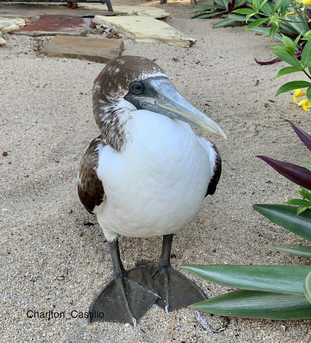 Masked Booby - ML255510101