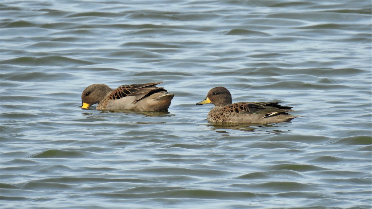 Yellow-billed Teal - ML255510871