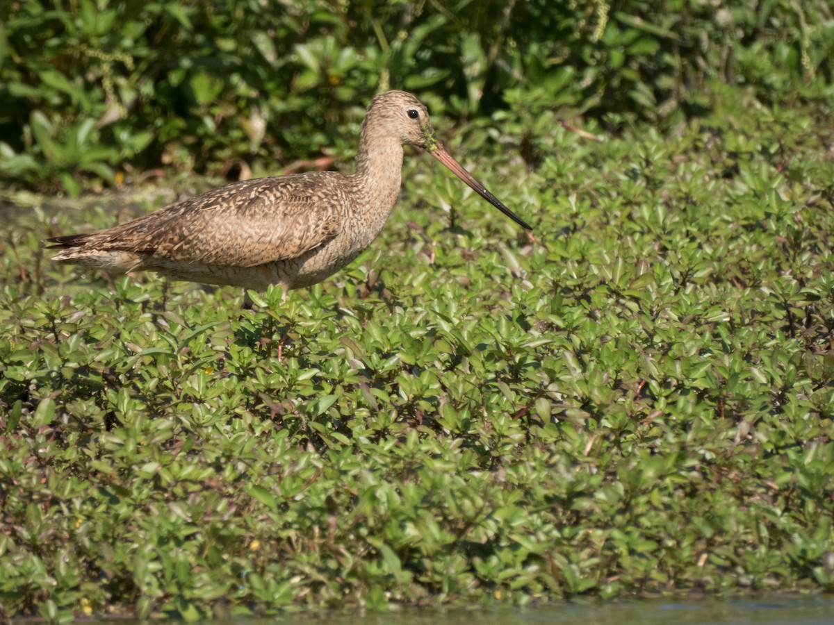 Marbled Godwit - Luis Gonzalez Carrazco