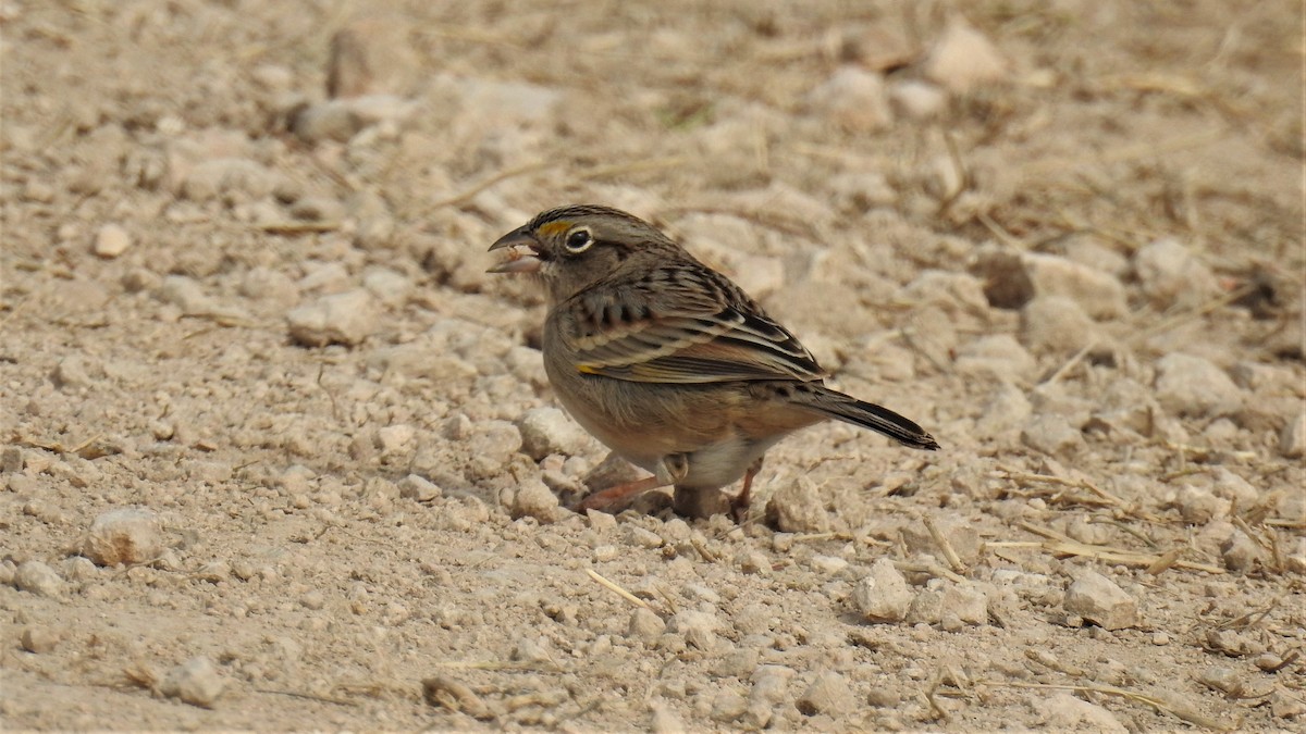 Grassland Sparrow - ML255511881