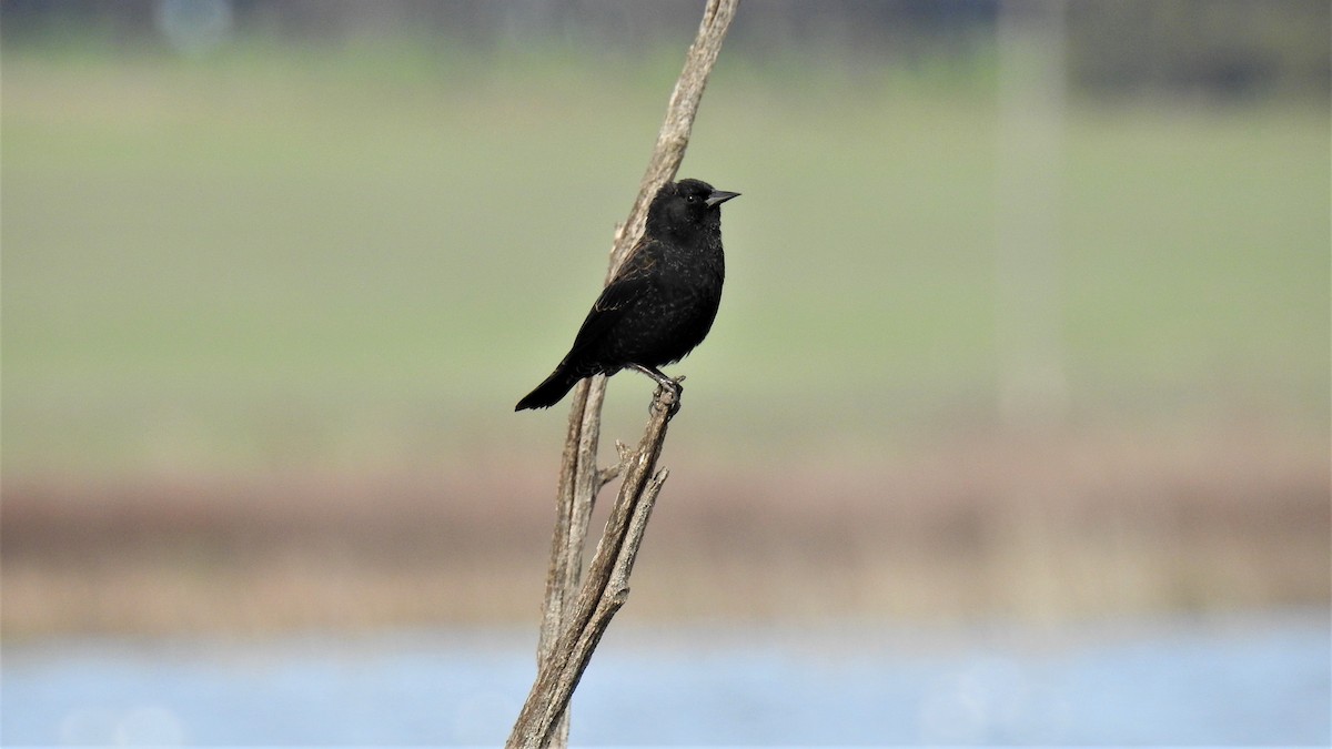 Yellow-winged Blackbird - ML255512021