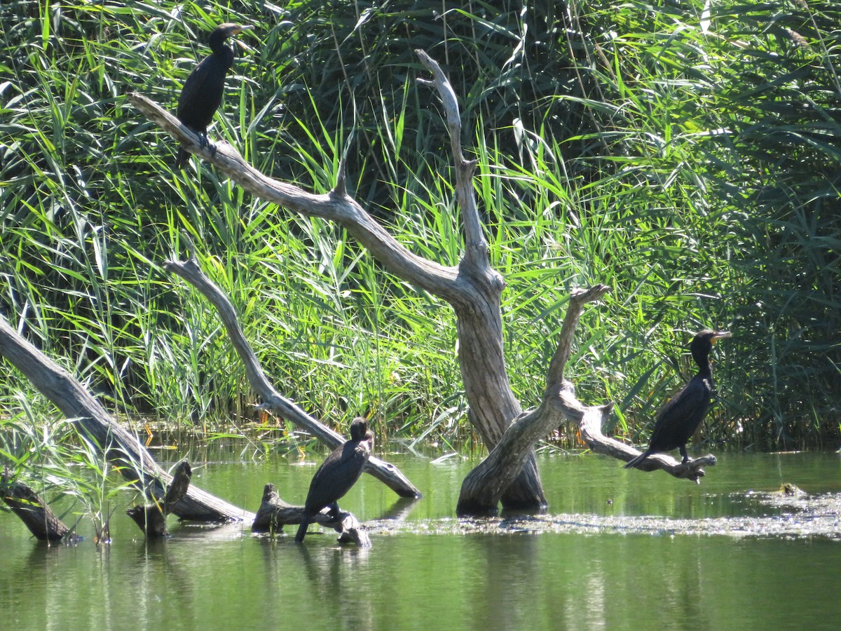 Double-crested Cormorant - Josée Papillon