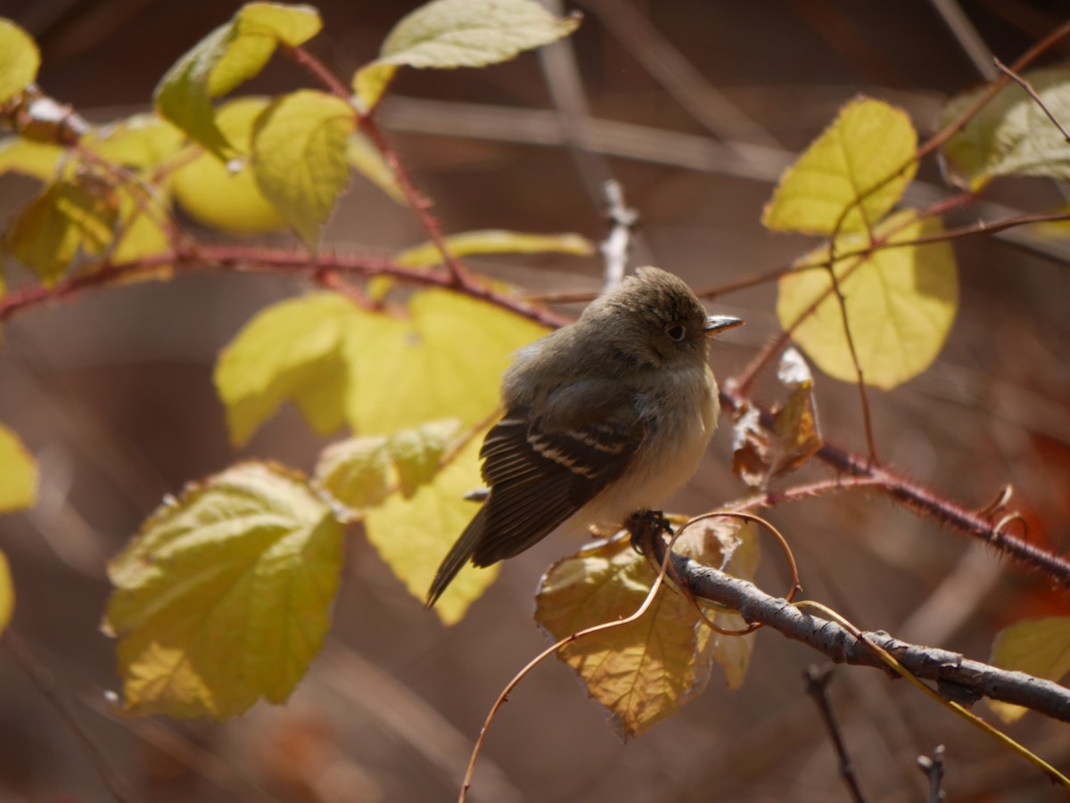 Western Flycatcher - ML255512351