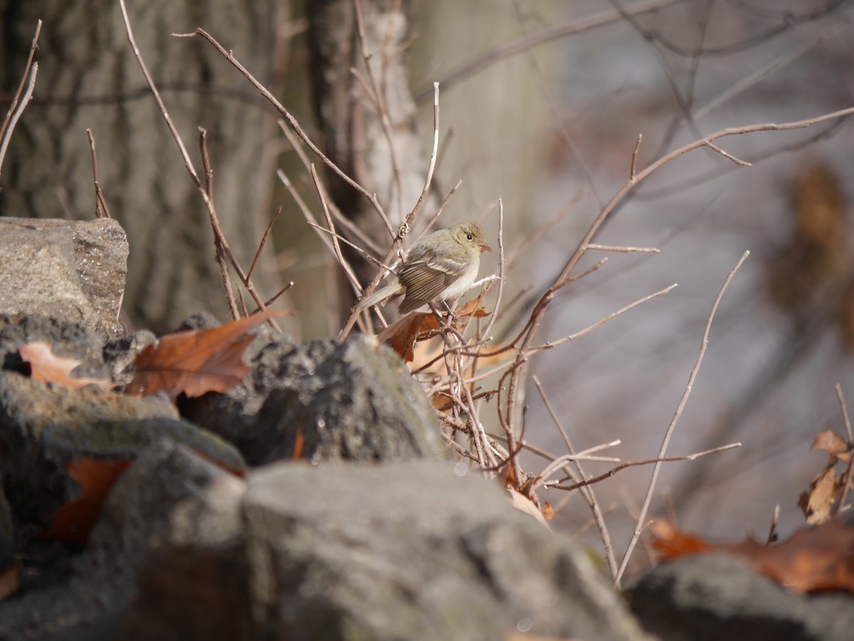 Western Flycatcher - Ed Gaillard