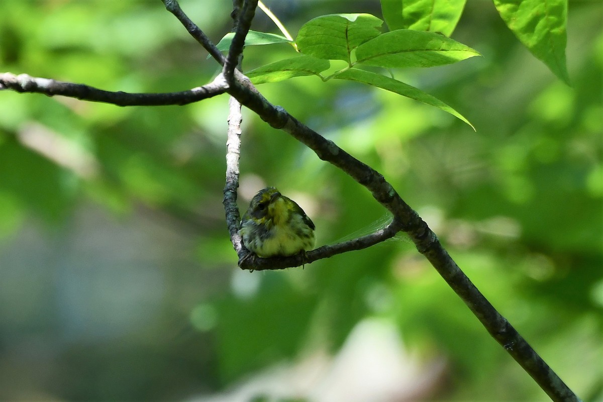 Black-throated Green Warbler - ML255514151