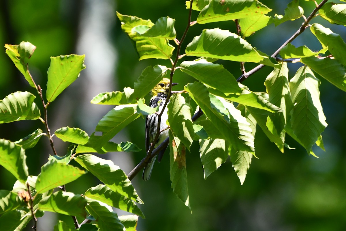 Black-throated Green Warbler - ML255514191