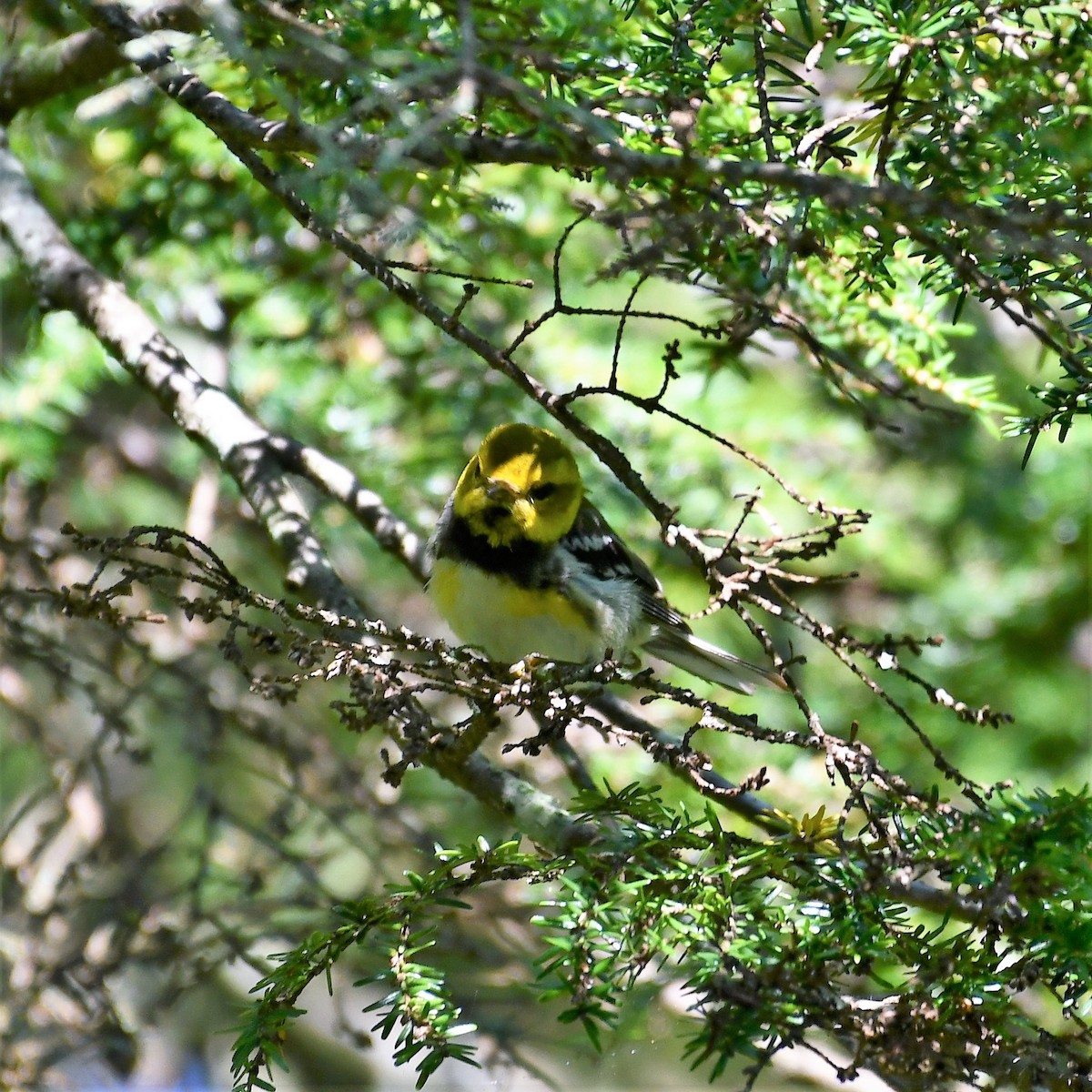 Black-throated Green Warbler - ML255514201