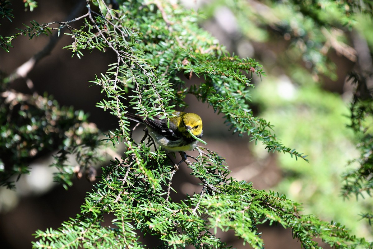 Black-throated Green Warbler - ML255514431