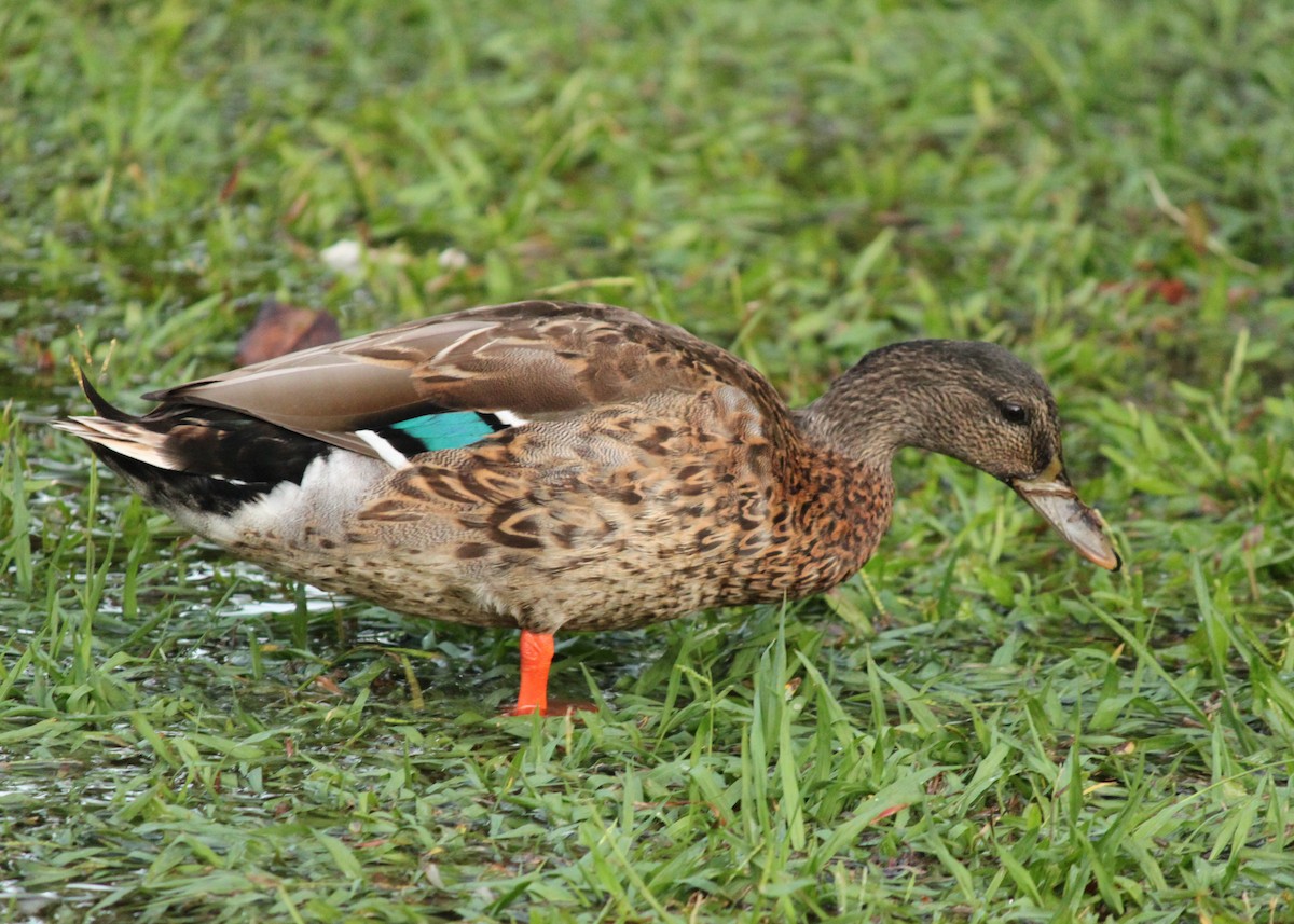 Hawaiian Duck x Mallard (hybrid) - Jen Sanford