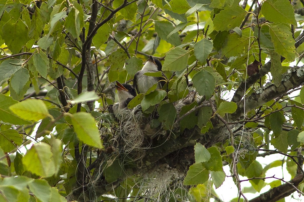 Eastern Kingbird - ML255514701