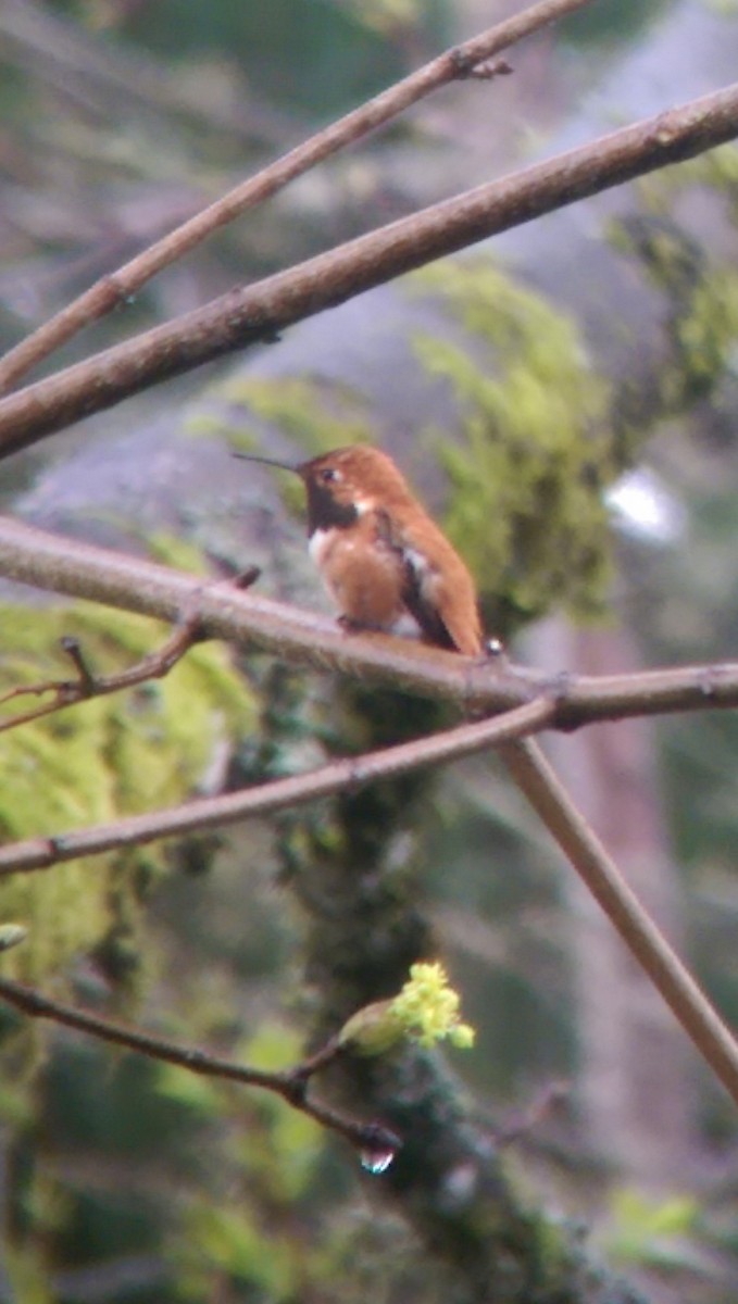 Rufous Hummingbird - Carolyn Storey