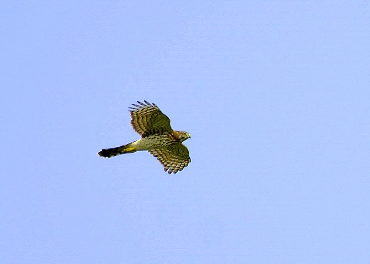 Cooper's Hawk - ML255514761