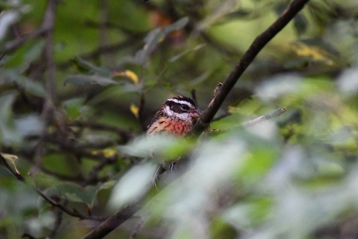 Rose-breasted Grosbeak - ML255515131