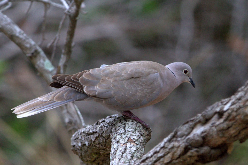 Eurasian Collared-Dove - Susan Elliott